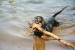 800px-Dachshund_swimming_with_stick
